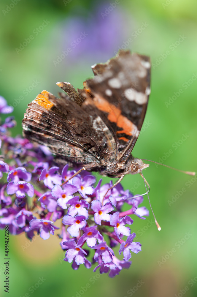 Vanessa atalanta, the red admiral close up Vanessa atalanta, the red admiral close up