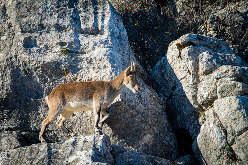 A Iberian ibex, Capra pyrenaica, in mountains El Torcal de Antequera, Andalusia, Spain