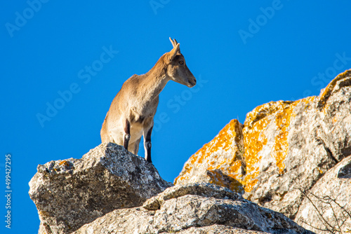 A Iberian ibex, Capra pyrenaica, in mountains El Torcal de Antequera, Andalusia, Spain