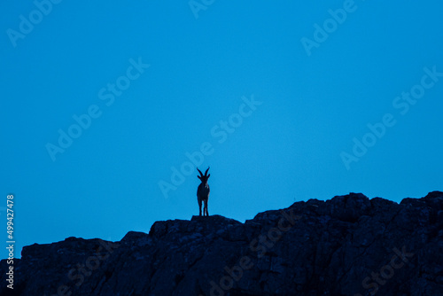 A Iberian ibex, Capra pyrenaica, in mountains El Torcal de Antequera, Andalusia, Spain