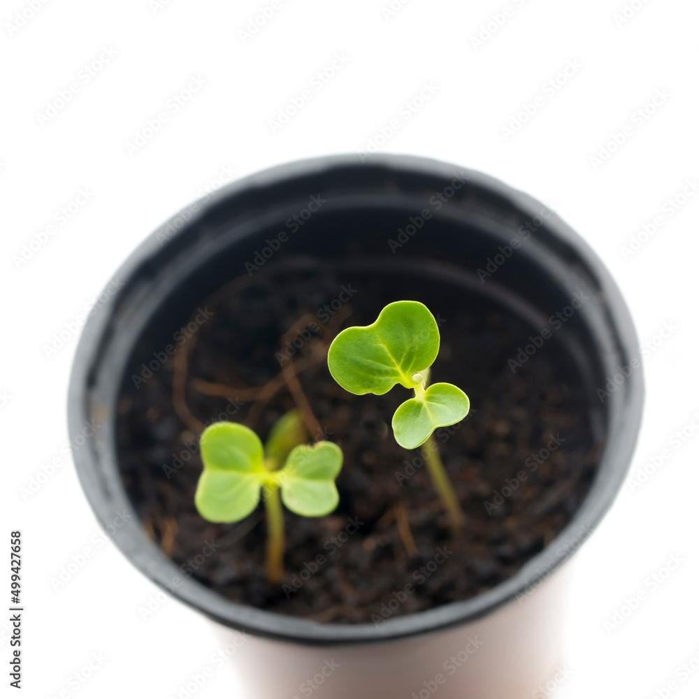 Naklejka premium Top view macro shot of radish sprouts in plastic pot