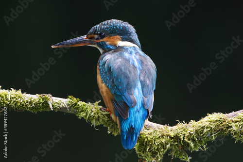 Kingfisher on branch from the back