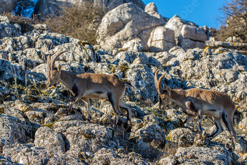 A Iberian ibex, Capra pyrenaica, in mountains El Torcal de Antequera, Andalusia, Spain