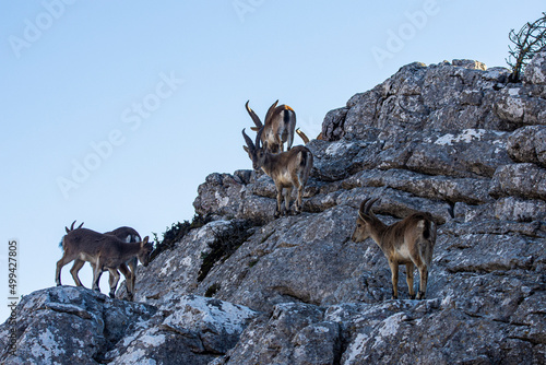 A Iberian ibex, Capra pyrenaica, in mountains El Torcal de Antequera, Andalusia, Spain