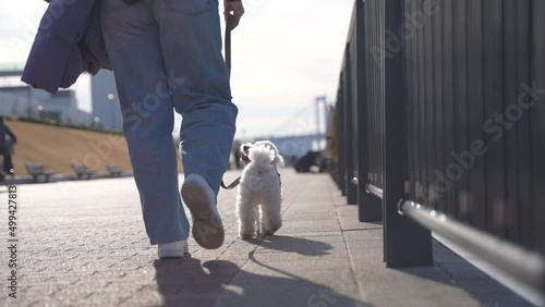 Wallpaper Mural Happy dog walking in the bay area, Tokyo, Japan Torontodigital.ca