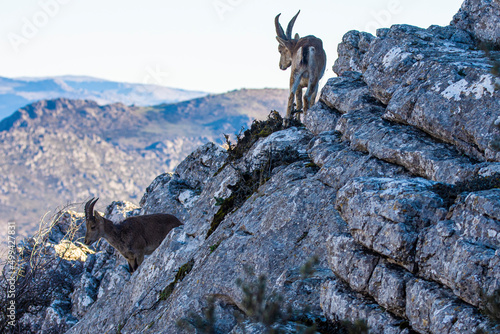 A Iberian ibex, Capra pyrenaica, in mountains El Torcal de Antequera, Andalusia, Spain