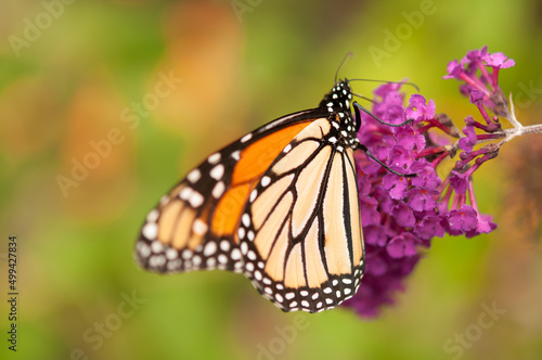 monarch butterfly and Buddleia davidii on a bokeh background © eugen