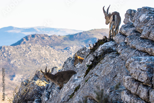 A Iberian ibex, Capra pyrenaica, in mountains El Torcal de Antequera, Andalusia, Spain
