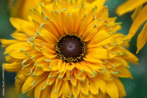 rudbeckia  black-eyed Susan  close up