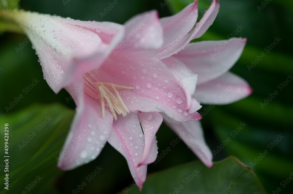 pink lily flowers with water droplets close up