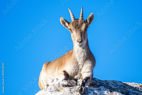 A Iberian ibex, Capra pyrenaica, in mountains El Torcal de Antequera, Andalusia, Spain