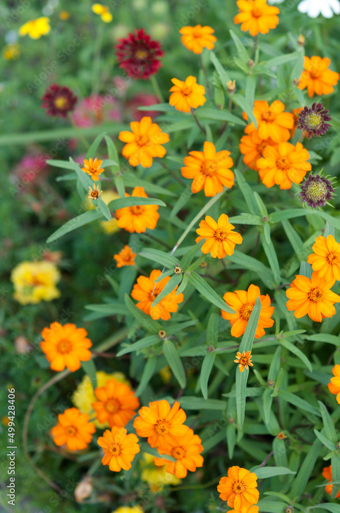 orange flowers in the park