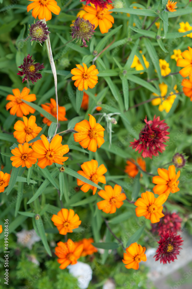 orange and red flowers in the park orange and red flowers in the park