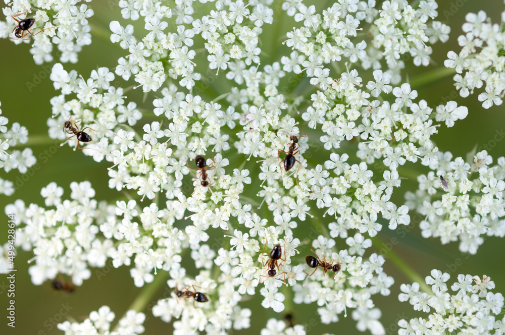 Daucus carota background with ants Daucus carota background with ants