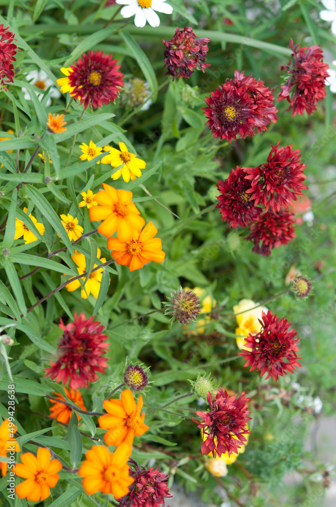 red and orange flowers in the garden red and orange flowers in the garden