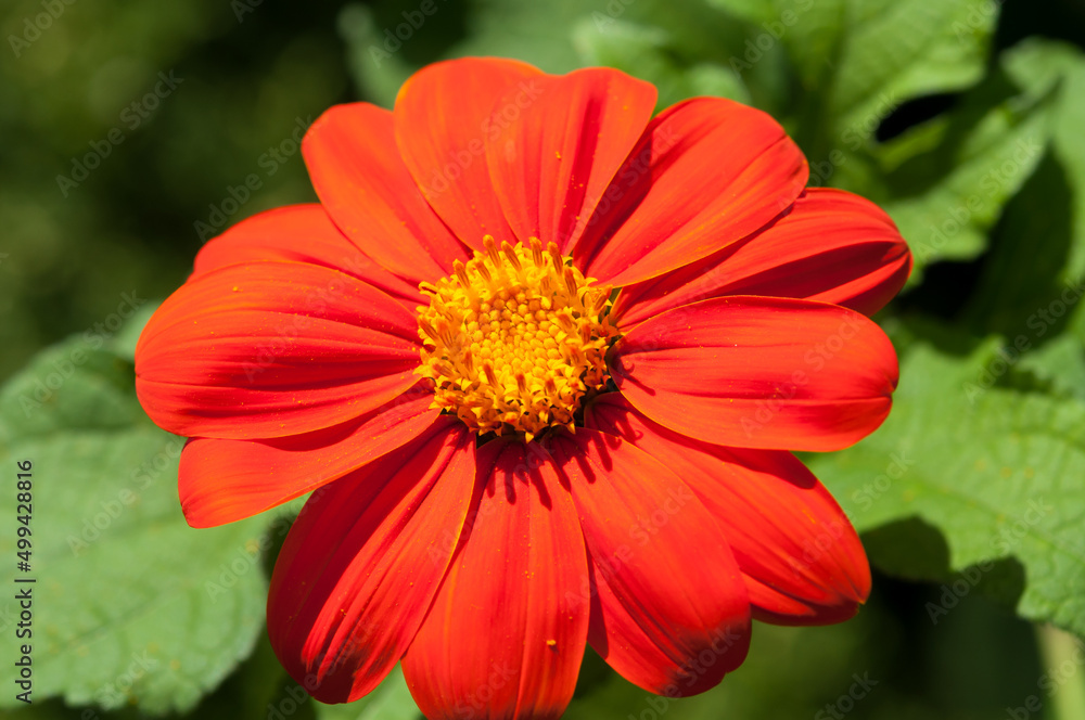 Tithonia rotundifolia (red or Mexican sunflower) isolated on a leafy background Tithonia rotundifolia (red or Mexican sunflower) isolated on a leafy background