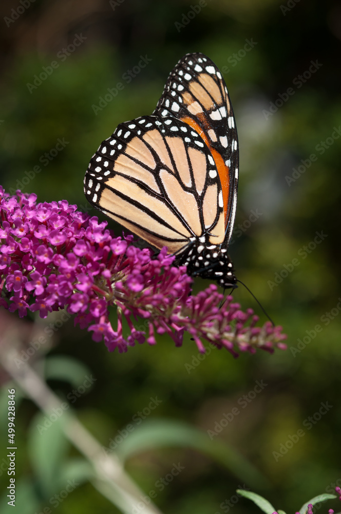 monarch butterfly on a pink Buddleia davidii flower monarch butterfly on a pink Buddleia davidii flower