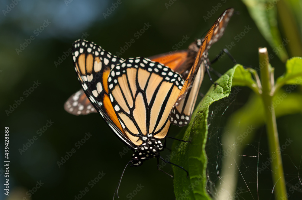 Fototapeta premium two monarch butterflies in union