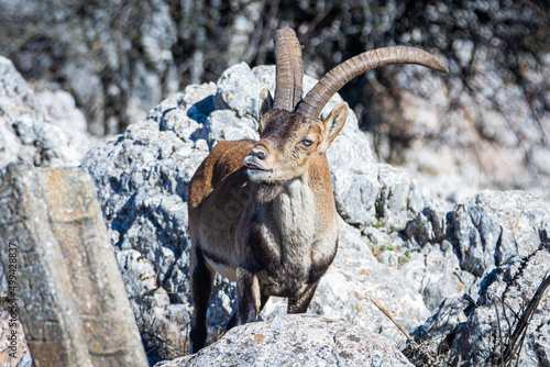 A Iberian ibex, Capra pyrenaica, in mountains El Torcal de Antequera, Andalusia, Spain