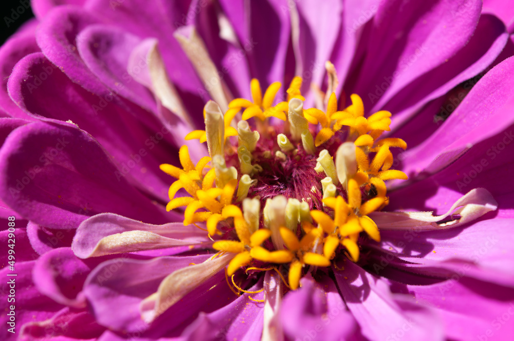 Obraz premium close up of a zinnia blossom