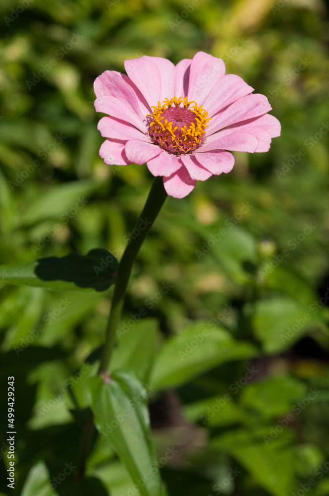simple pink zinnia blossom in the sun simple pink zinnia blossom in the sun