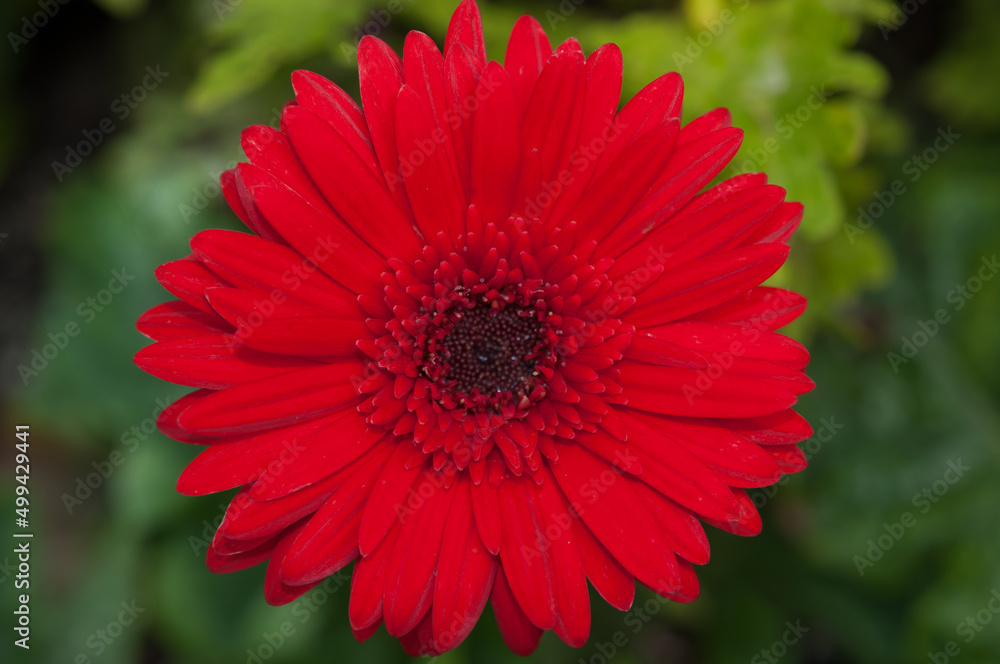 Obraz premium red gerbera flower close up