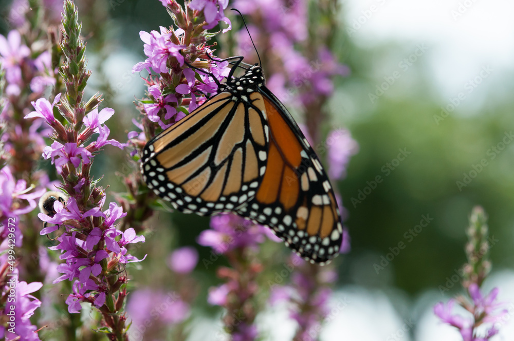 Fototapeta premium monarch butterfly on purple flower