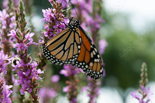 monarch butterfly on purple flower