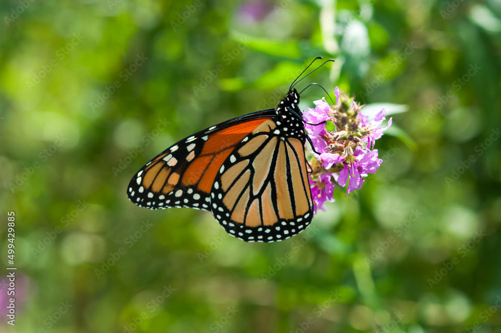Obraz premium isolated butterfly on a pink flower