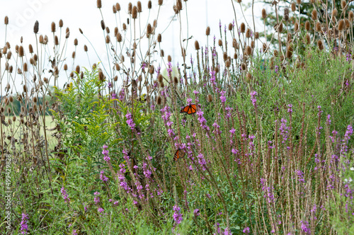 loosestrife and teasel (tall stalks in mid-ground) with butteflies