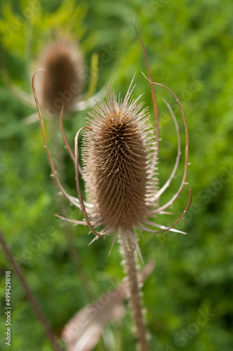teasel growing in a field with sunlight