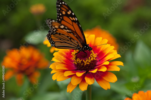 monarch butterfly and zinnia flower © eugen