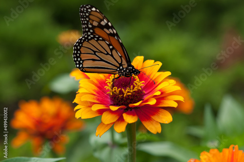 isolated butterfly on a zinnia flower © eugen