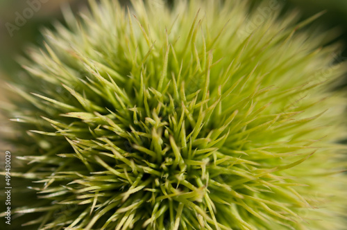 chestnut burr close up