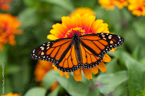 Tela monarch butterfly on a orange and yellow zinnia flower
