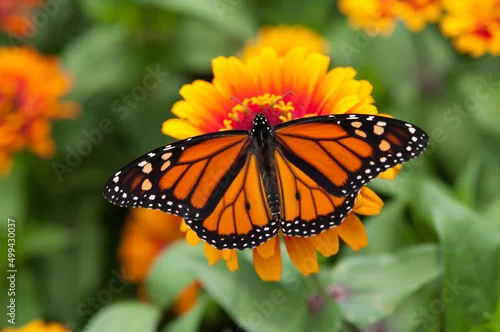 Fototapeta na wymiar monarch butterfly on a orange and yellow zinnia flower