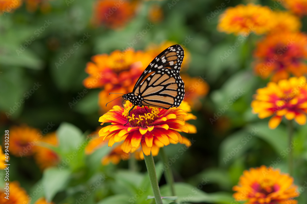 Obraz premium monarch butterfly on a yellow and orange zinnia bloom