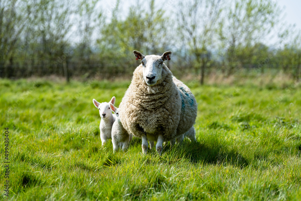 Obraz premium Mother ewe's and their newborn lambs in the Suffolk countryside in the bright springtime sun