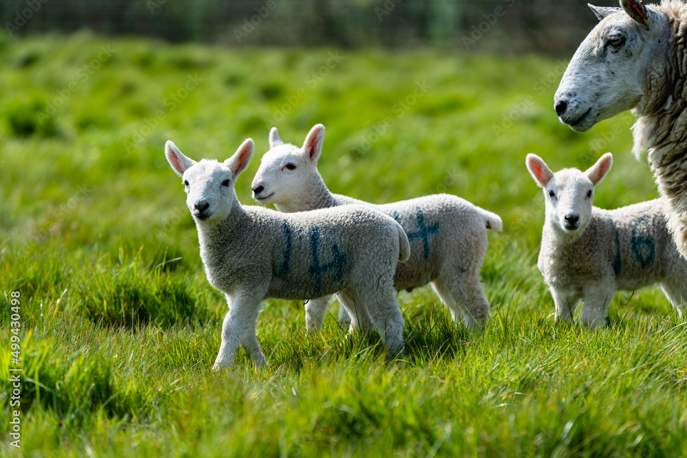 New born spring lambs enjoying the spring sunshine in the Suffolk countryside New born spring lambs enjoying the spring sunshine in the Suffolk countryside