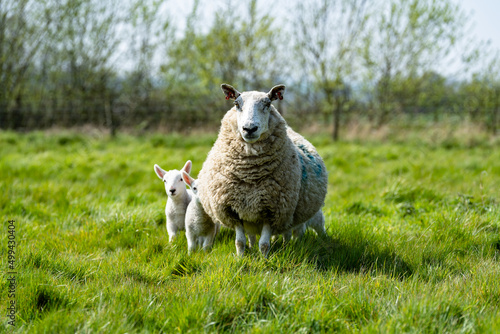 Mother ewe s and their newborn lambs in the Suffolk countryside in the bright springtime sun