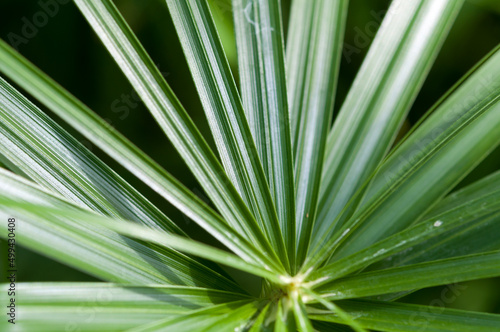close up of grass (papyrus?)