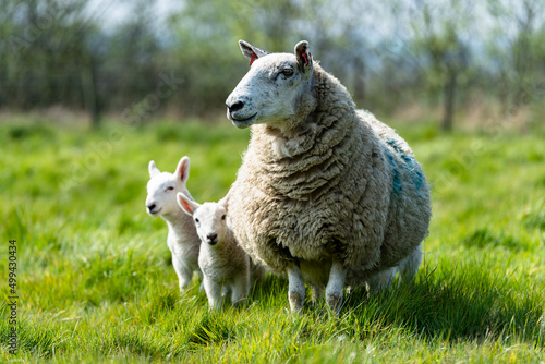 Mother ewe's and their newborn lambs in the Suffolk countryside in the bright springtime sun