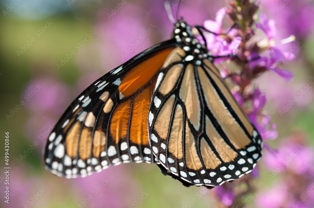 Naklejka premium Danaus plexippus on Lythrum blossoms