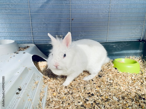 Pet white rabbit in rabbit hutch enclosure in suburban backyard
