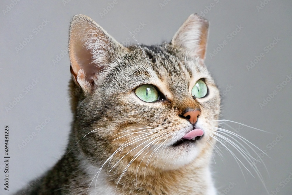 Cat portrait drawing tongue