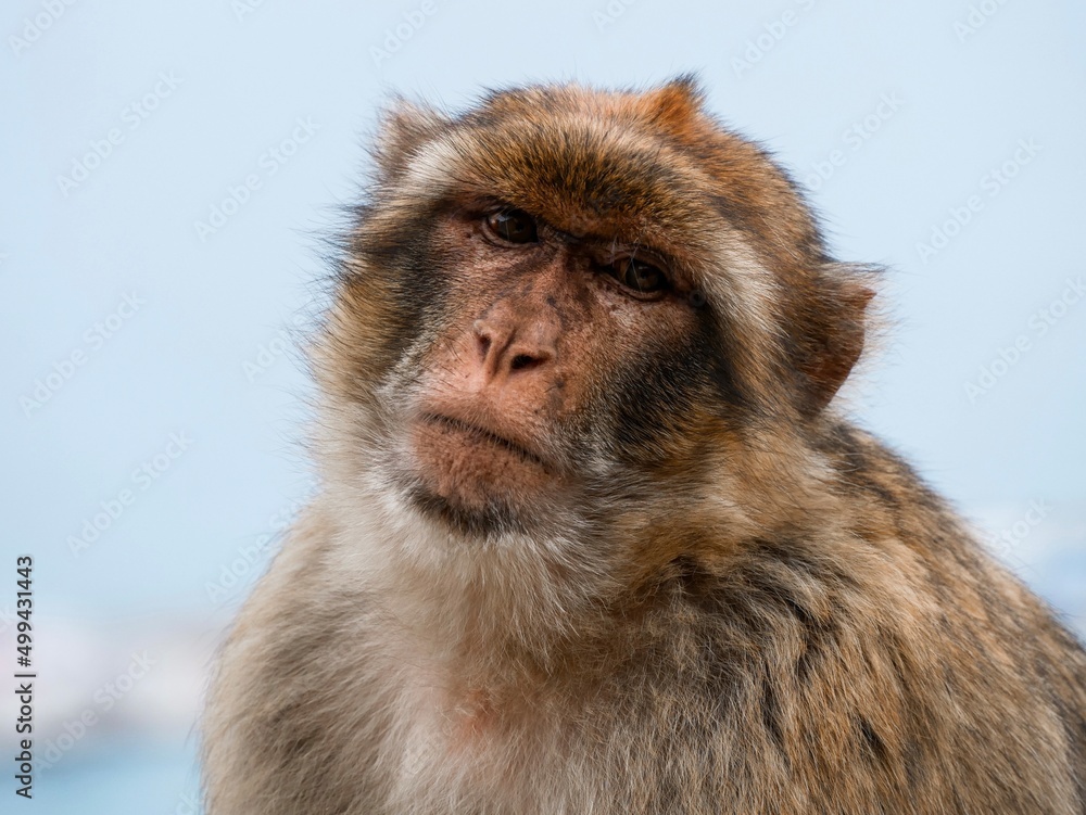 Obraz premium Macaques of Gibraltar