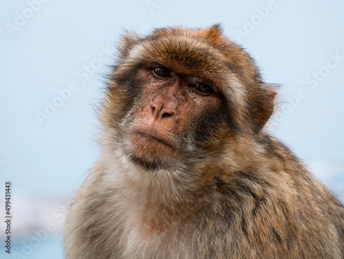 Macaques of Gibraltar © Amine