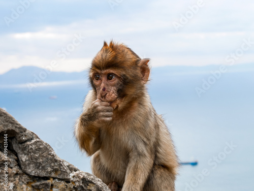 Macaques of Gibraltar © Amine