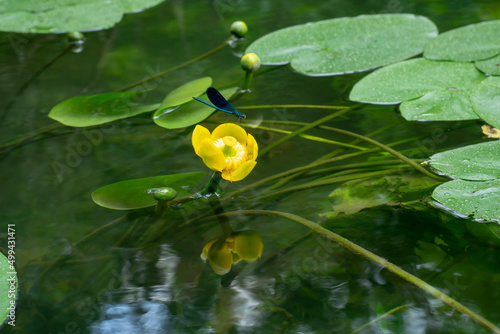 Fotografie Nuphar lutea