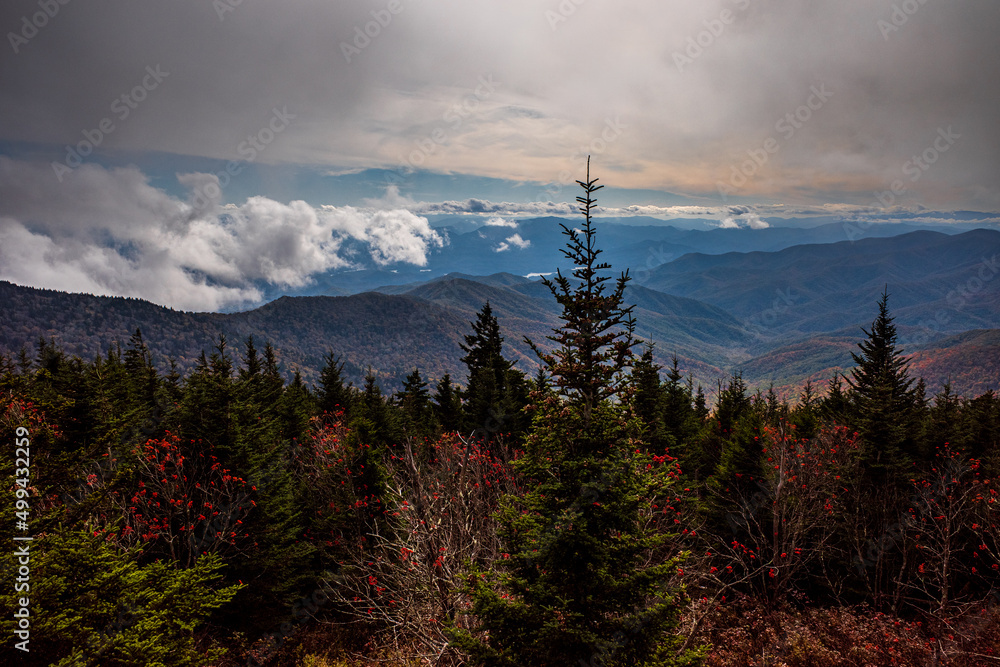 Pine tree and rose hips in the foreground with mountain range in the background and low clouds stretching towards the horizon in the Great Smoky Mountains National Park, USA.